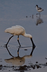 David Plant Photography - Wildlife Photography - Spoonbill - G